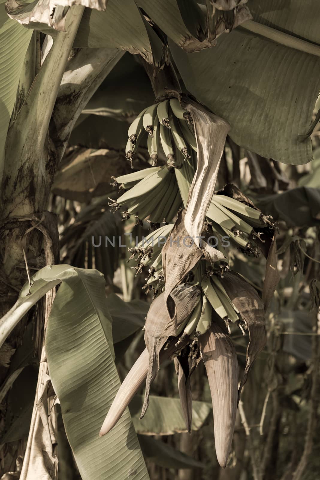 Filtered image young banana with flower on tree at the organic farm in countryside Vietnam by trongnguyen