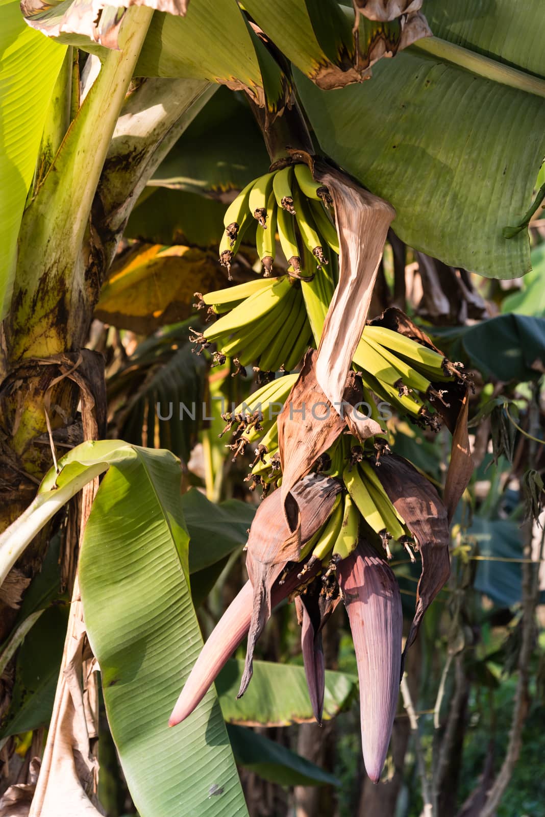 Young banana with flower on tree at the organic farm in countryside Vietnam by trongnguyen