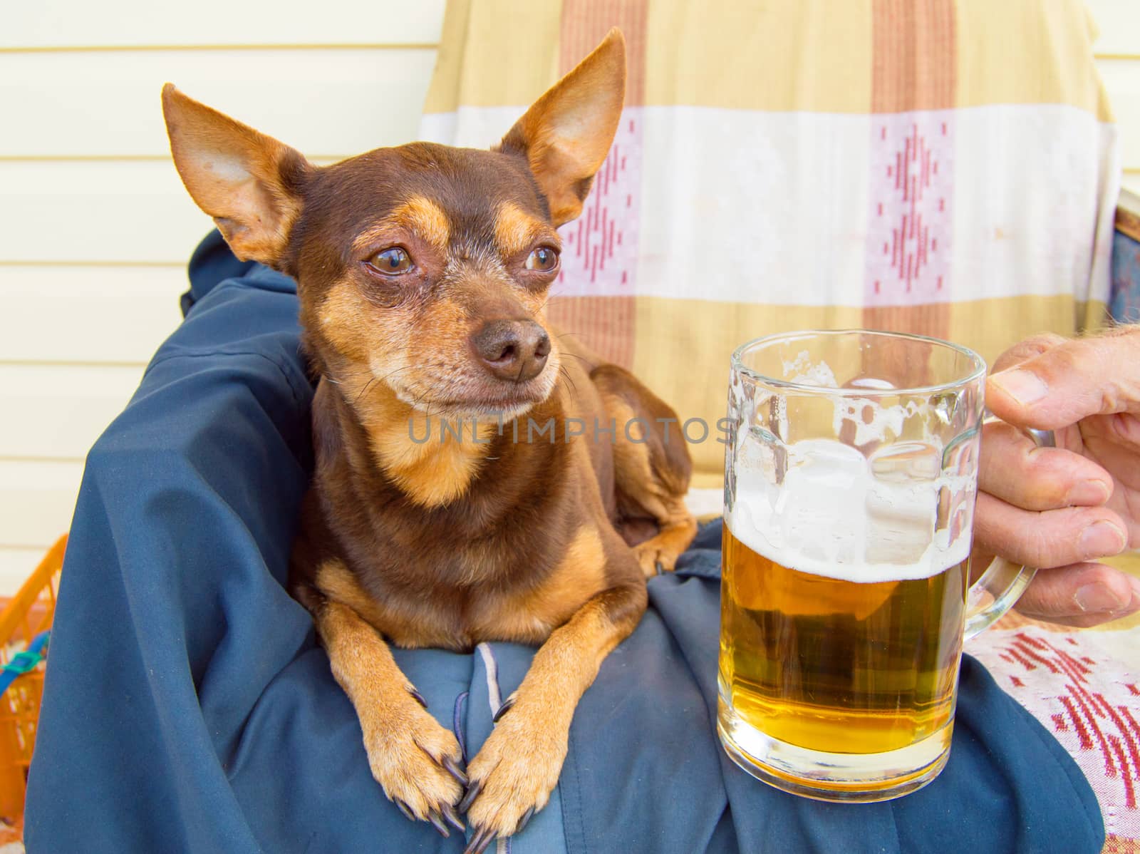 Funny cute dog with a beer, which offers its owner. Humor.