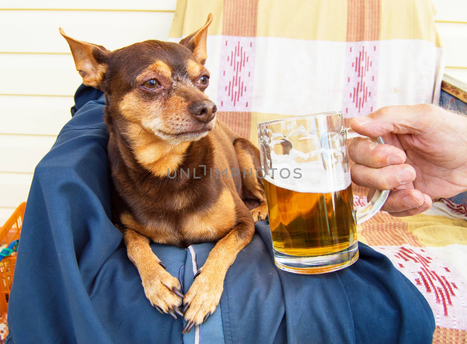 Funny cute dog with a beer, which offers its owner. Humor.