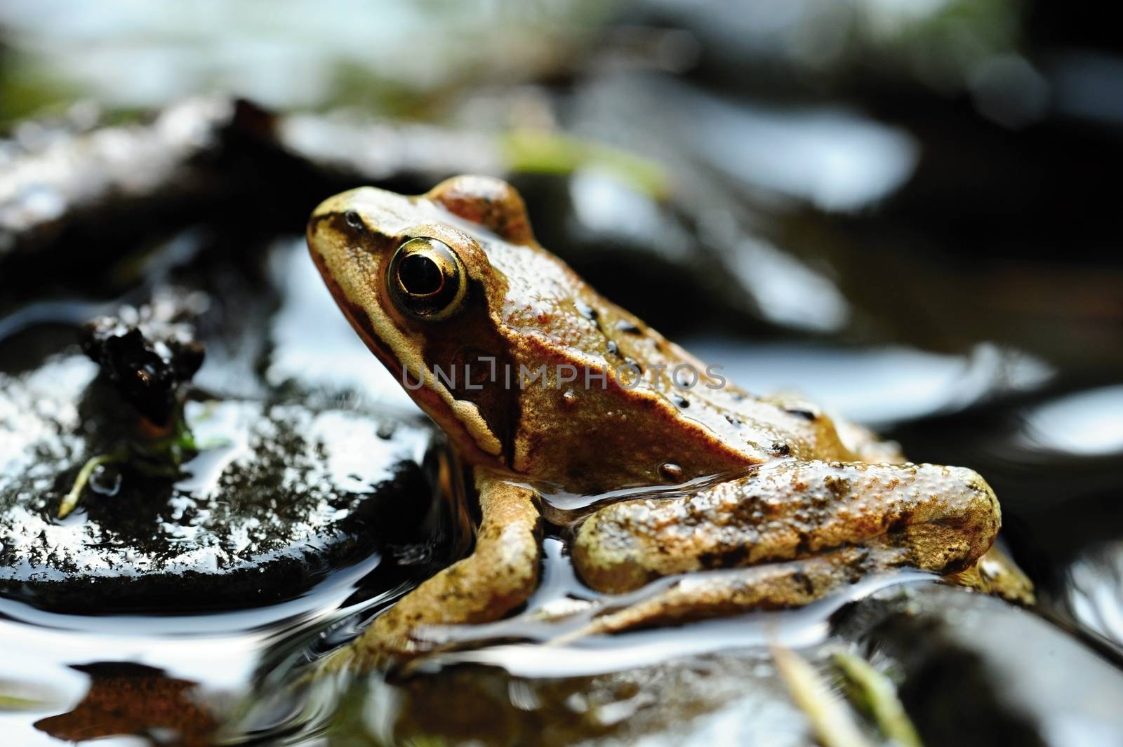 Beautiful little brown frog lying by the river