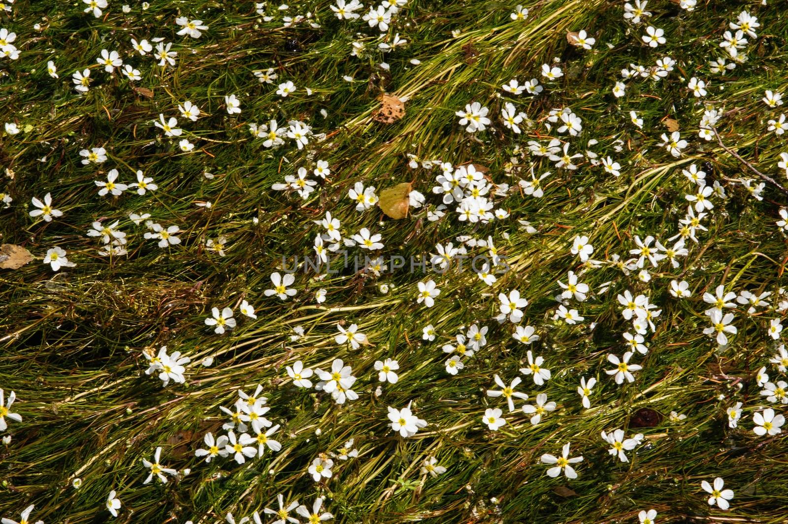 A large number of white flowers on the river