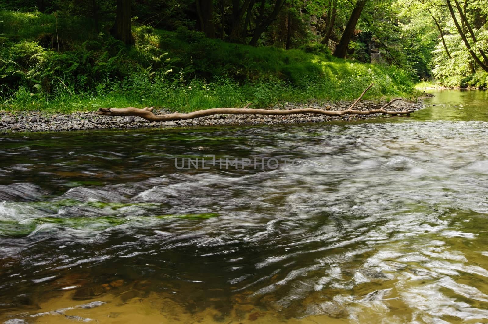 Beautiful and clean river Kamenice flowing through the woods and rocks