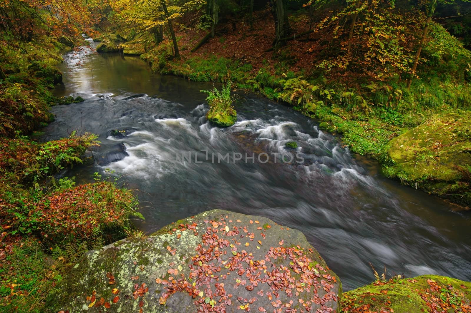 A beautifully clean river flowing through a colorful autumn forest