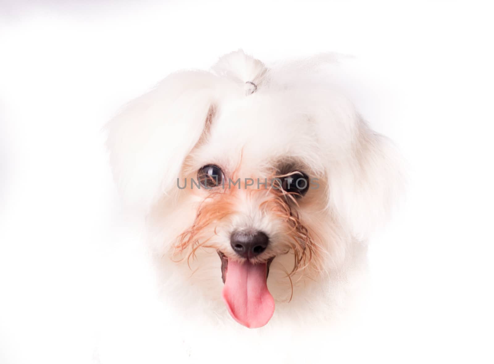 Portrait of maltese dog looking at camera isolated on white bakcground