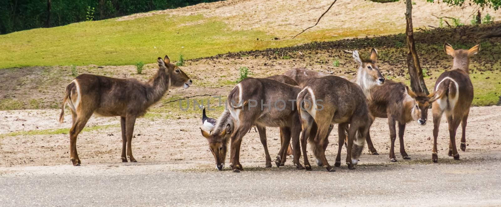 herd of female waterbucks standing together, antelope specie from Africa