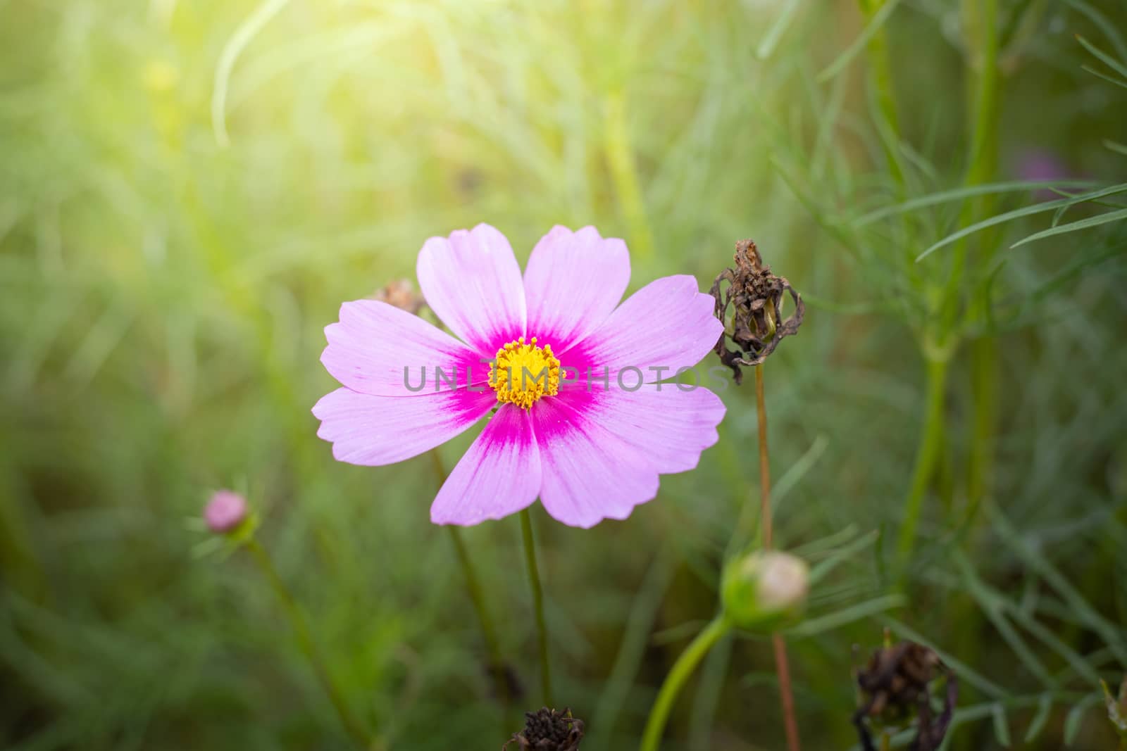 The background image of the colorful flowers, background nature