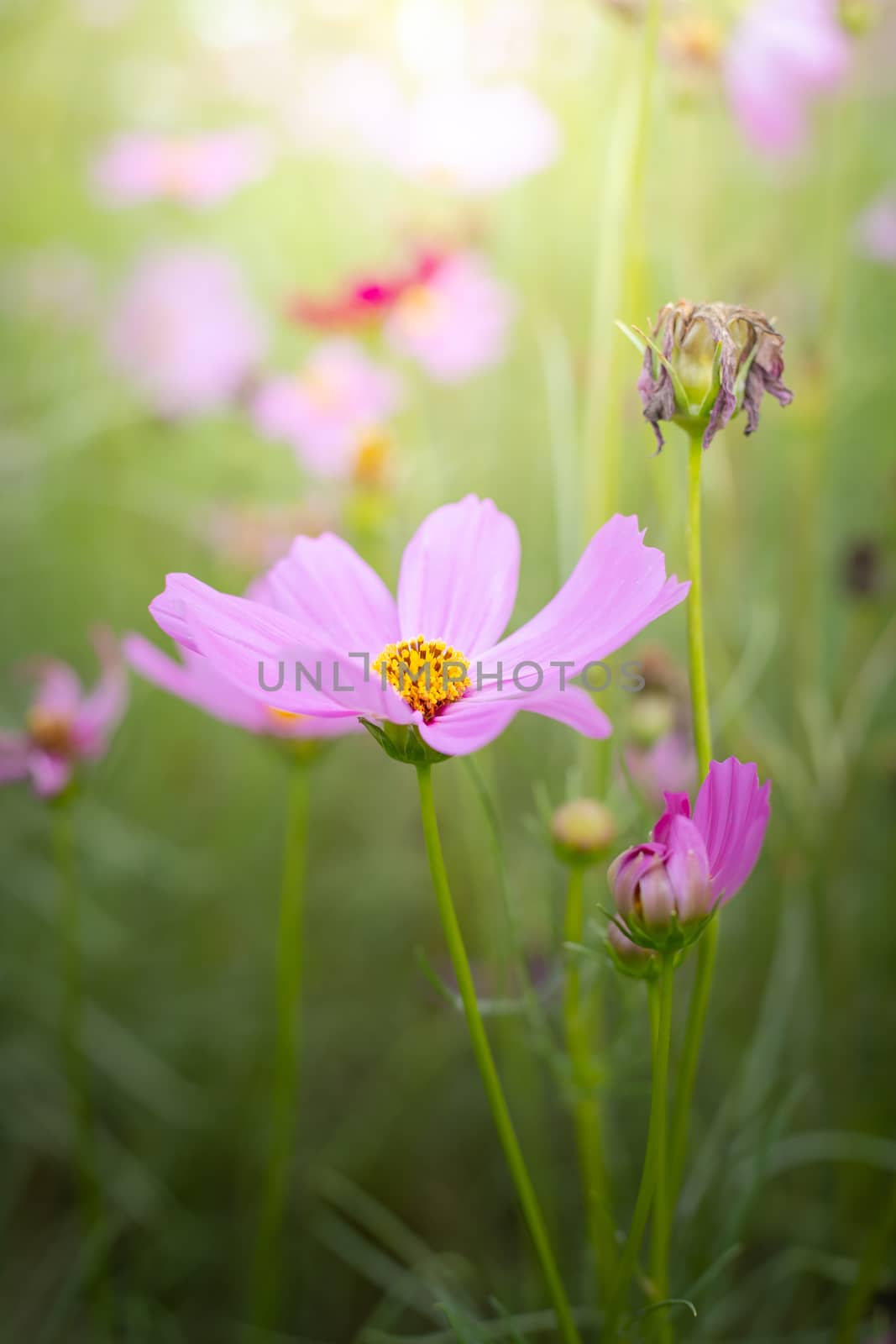 The background image of the colorful flowers, background nature