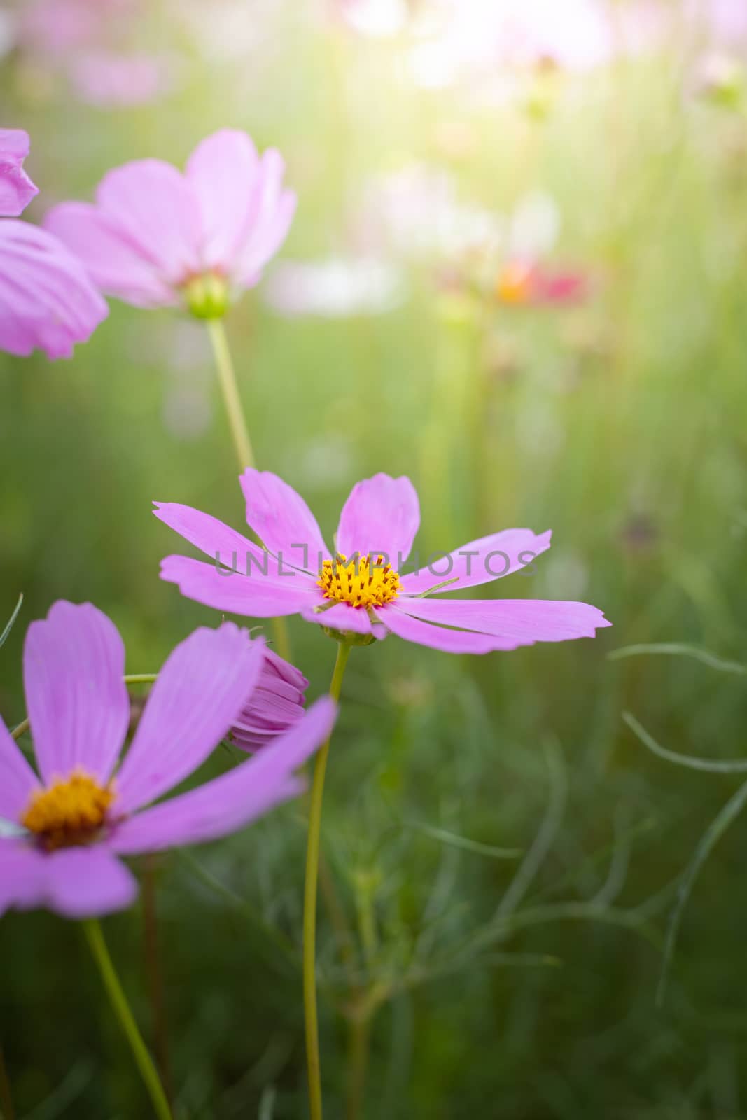 The background image of the colorful flowers, background nature