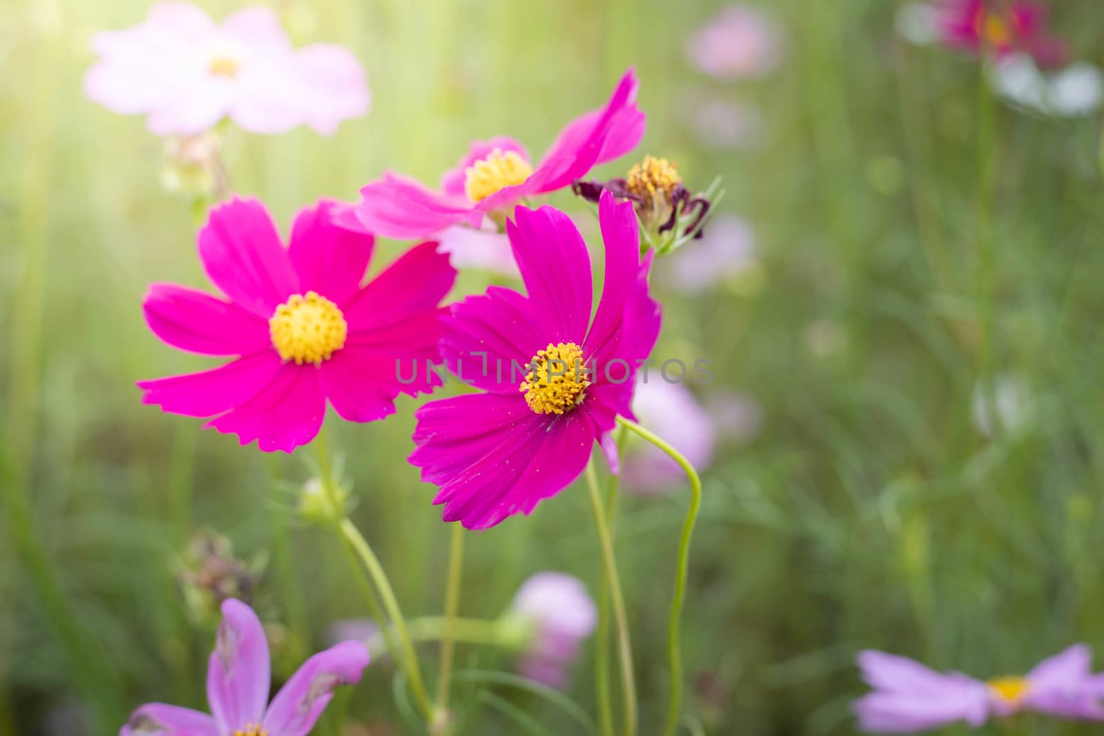 The background image of the colorful flowers, background nature