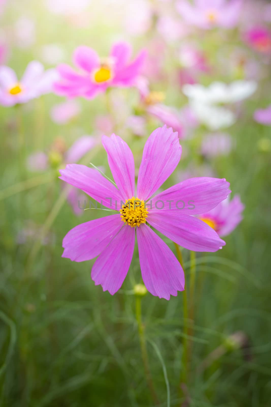 The background image of the colorful flowers, background nature