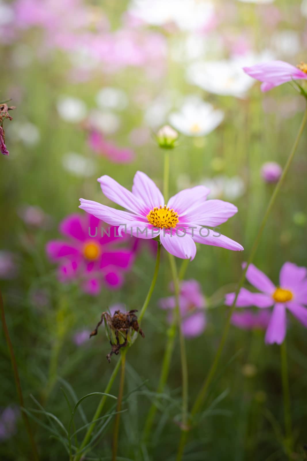 The background image of the colorful flowers, background nature