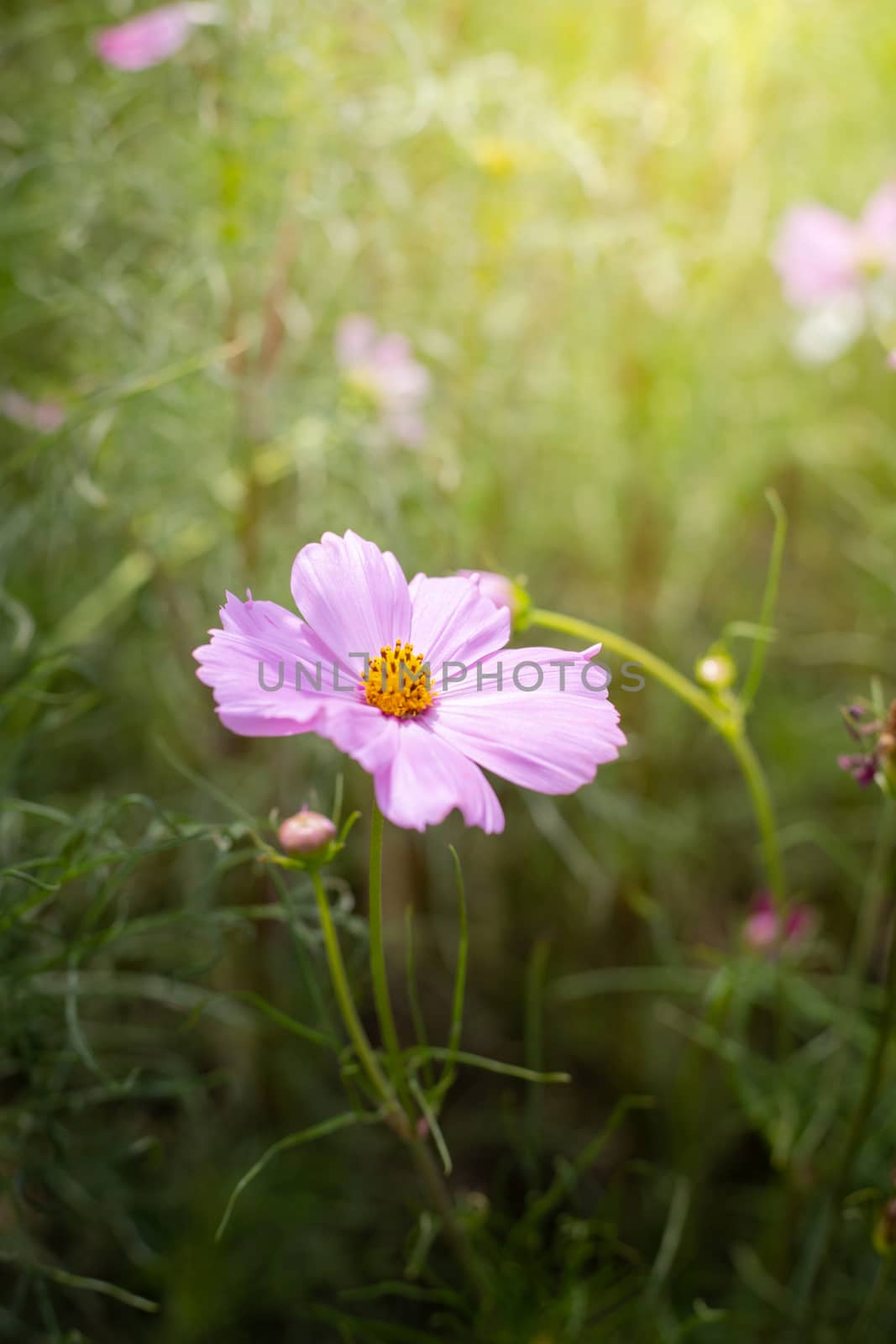 The background image of the colorful flowers, background nature