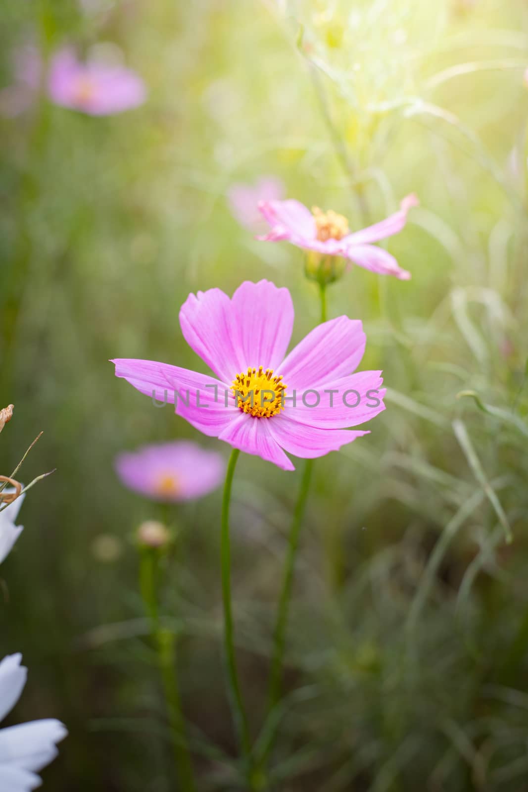The background image of the colorful flowers, background nature