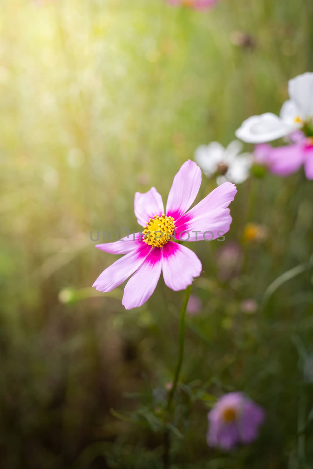 The background image of the colorful flowers, background nature