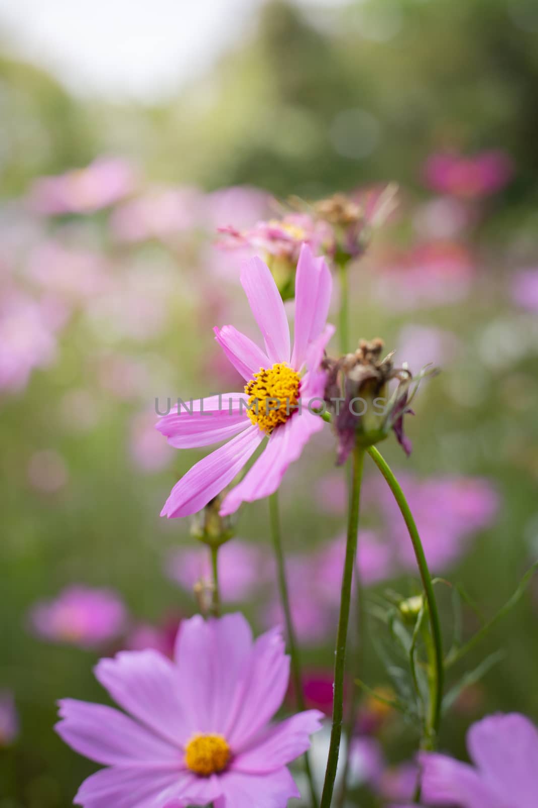 The background image of the colorful flowers, background nature