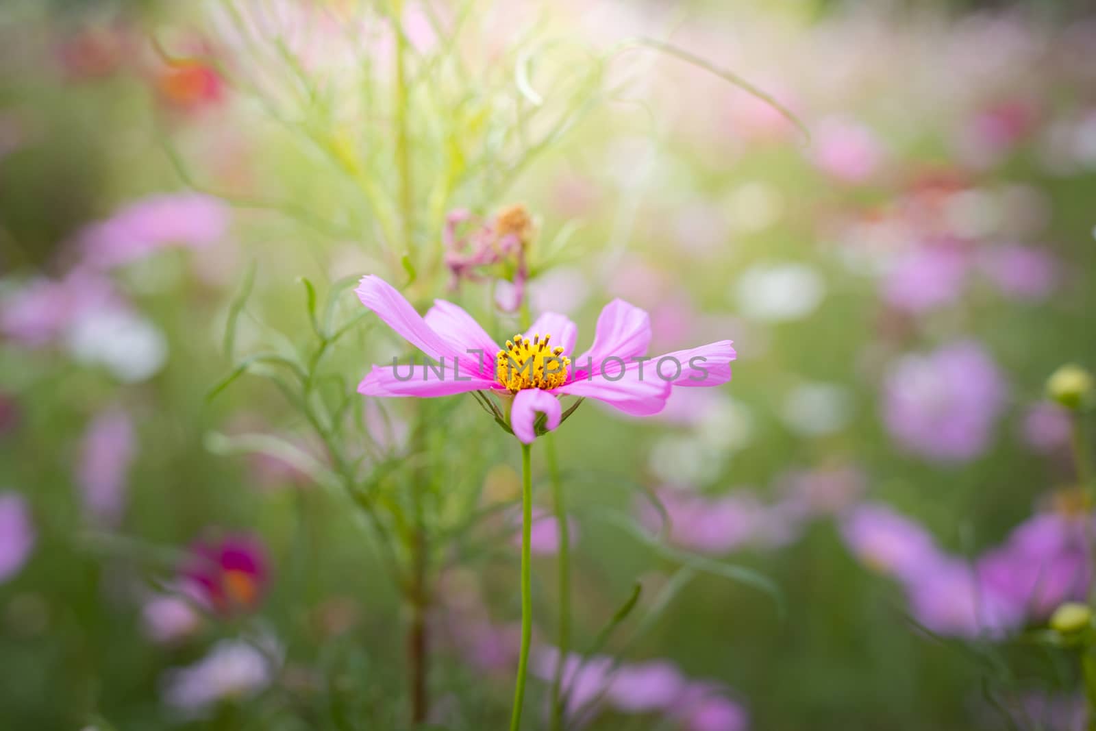 The background image of the colorful flowers, background nature