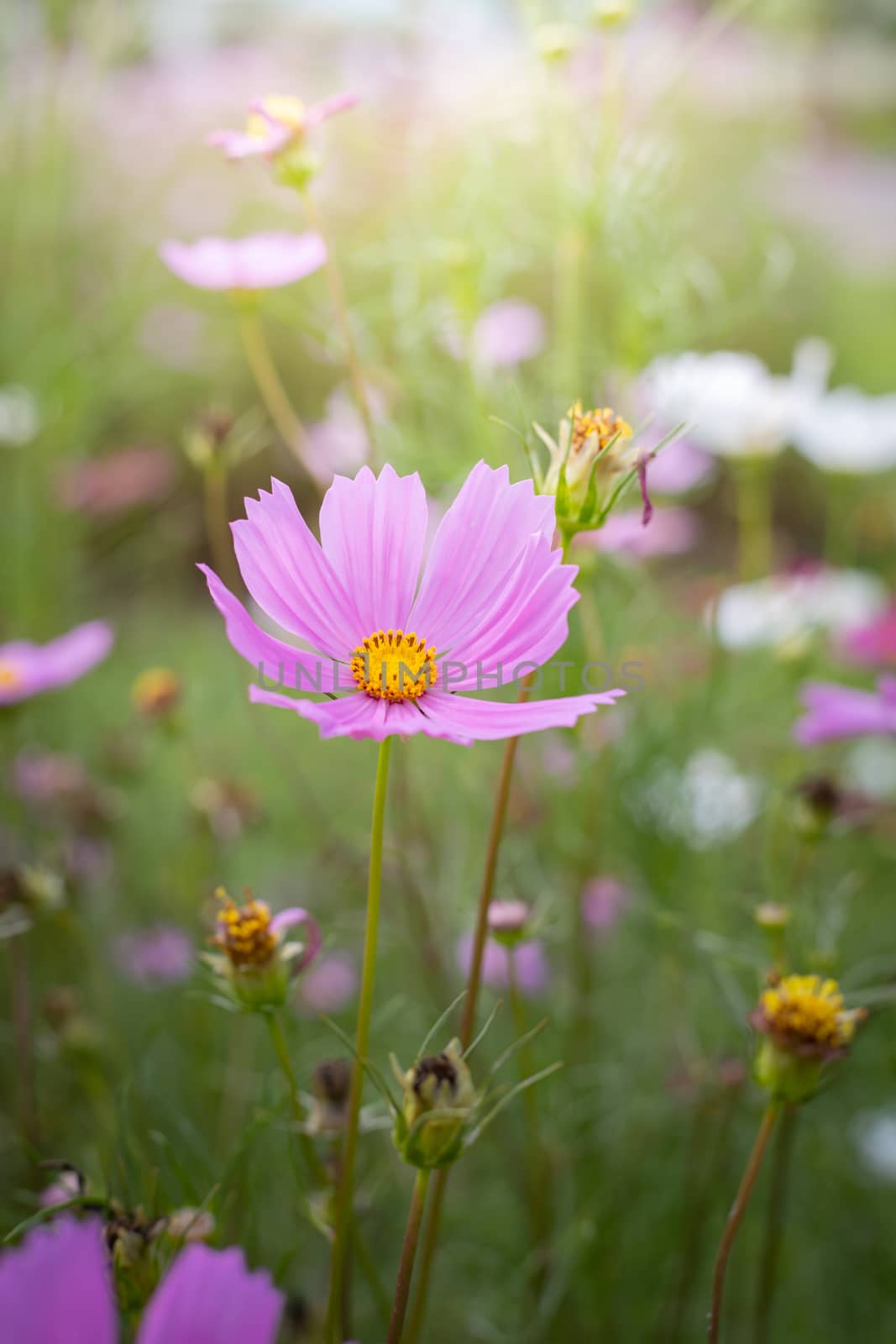 The background image of the colorful flowers, background nature