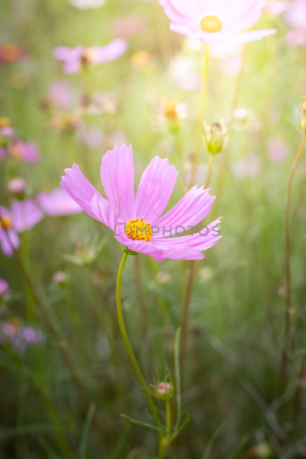 The background image of the colorful flowers, background nature