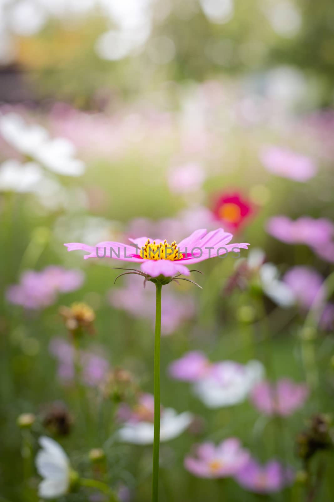 The background image of the colorful flowers, background nature