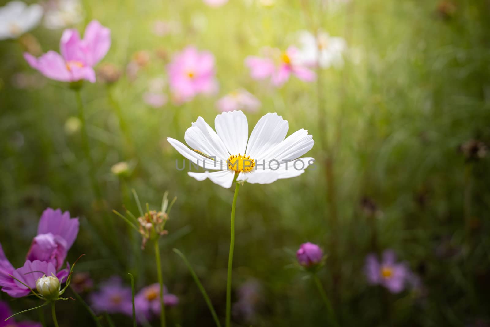 The background image of the colorful flowers, background nature