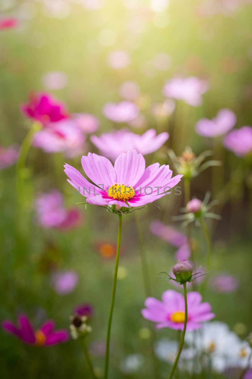 The background image of the colorful flowers, background nature