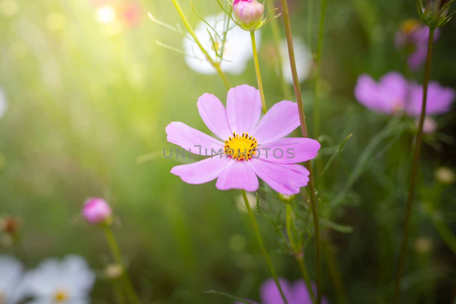 The background image of the colorful flowers, background nature