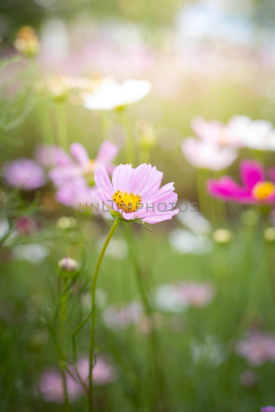 The background image of the colorful flowers, background nature