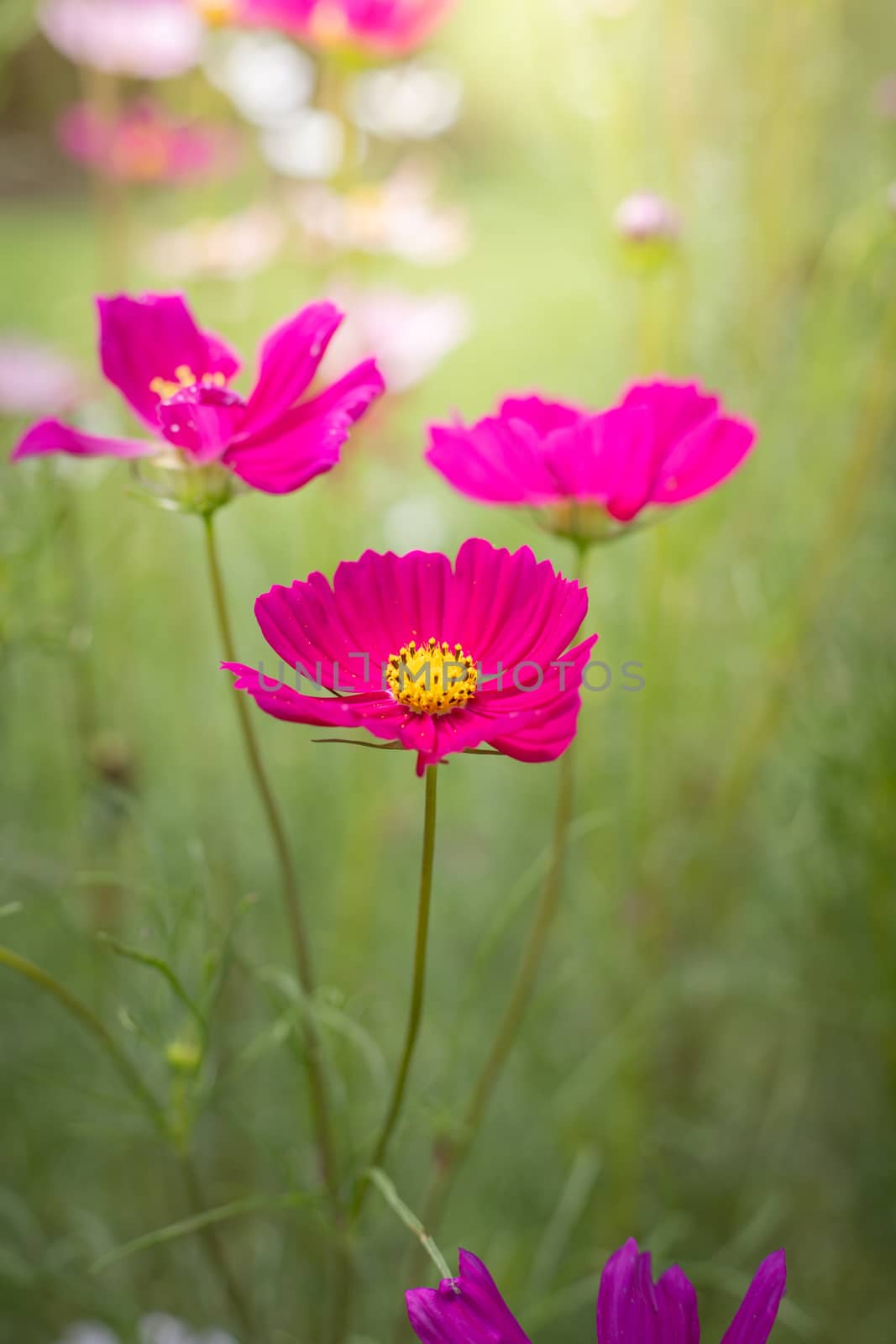 The background image of the colorful flowers, background nature