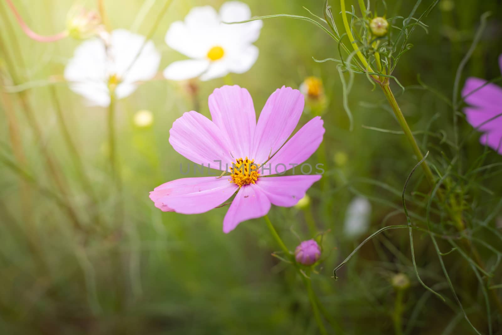 The background image of the colorful flowers, background nature