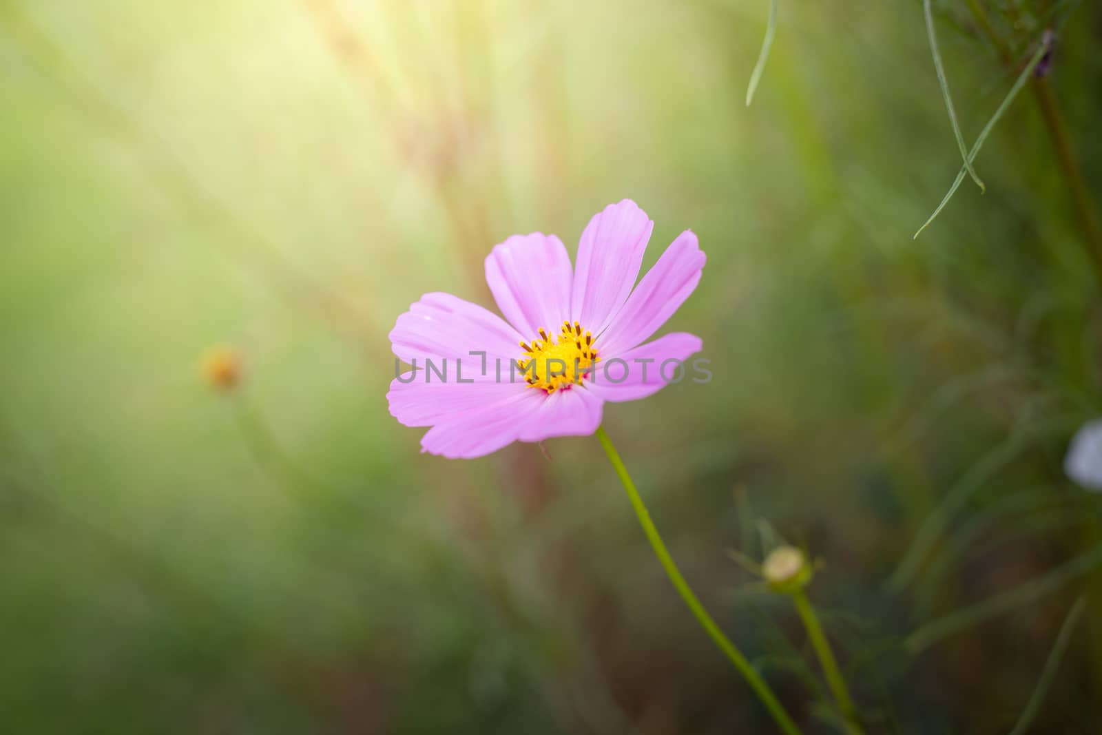 The background image of the colorful flowers, background nature