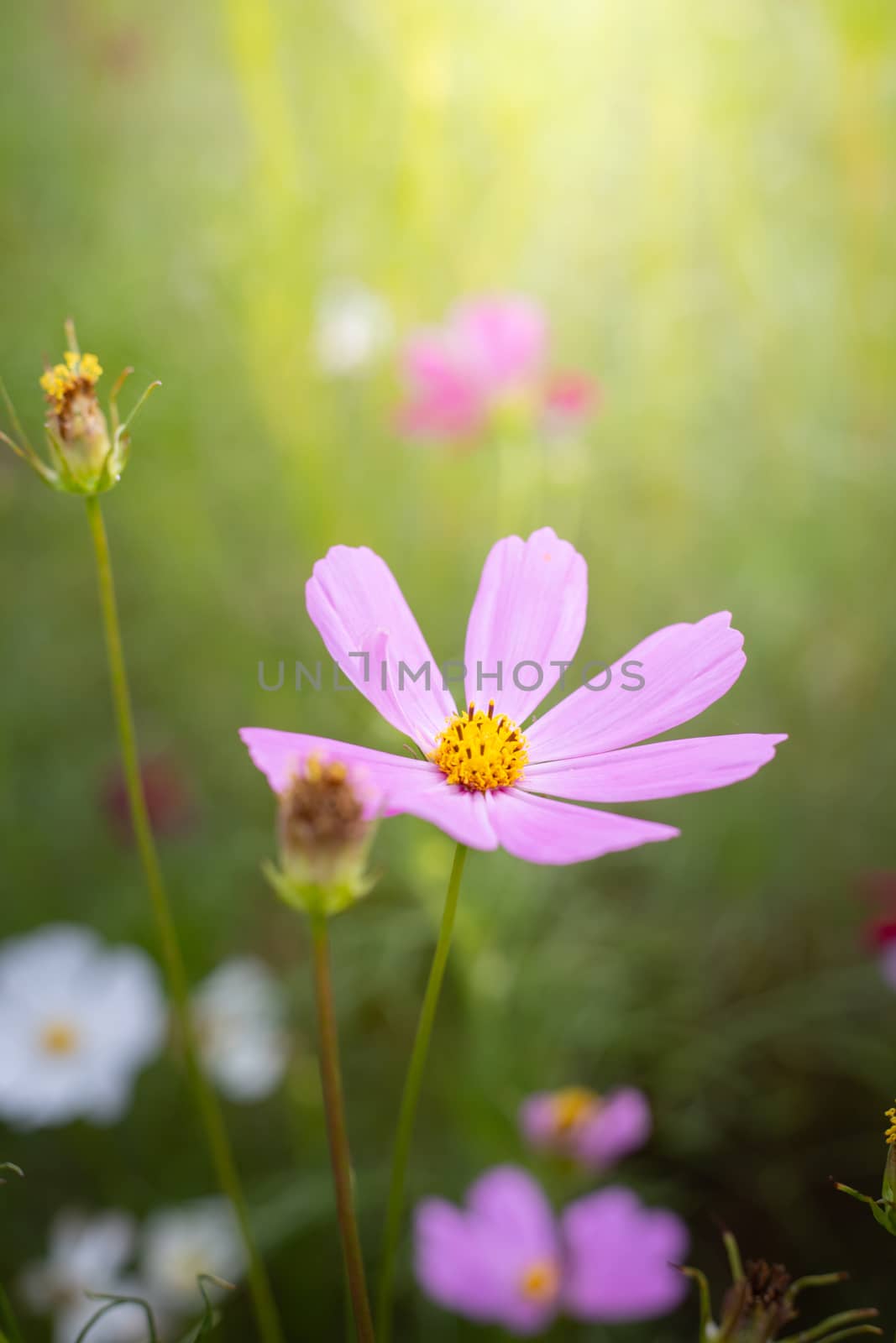 The background image of the colorful flowers, background nature