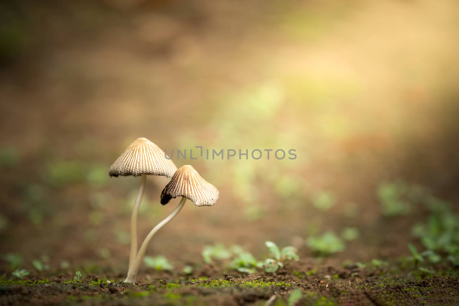 Poisonous mushroom and morning sunlight in tropical forest. Concept of beautiful killer.