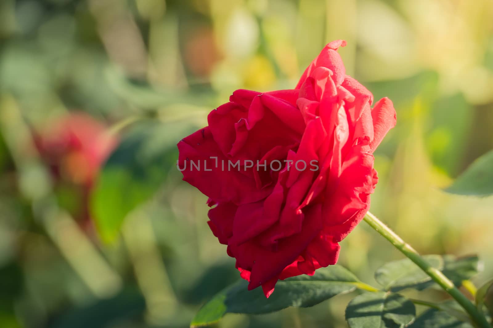 Roses in the garden, Roses are beautiful with a beautiful sunny day.