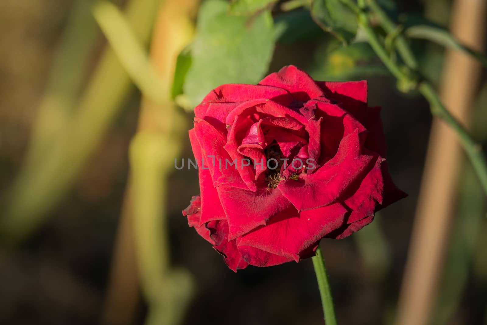 Roses in the garden, Roses are beautiful with a beautiful sunny day.