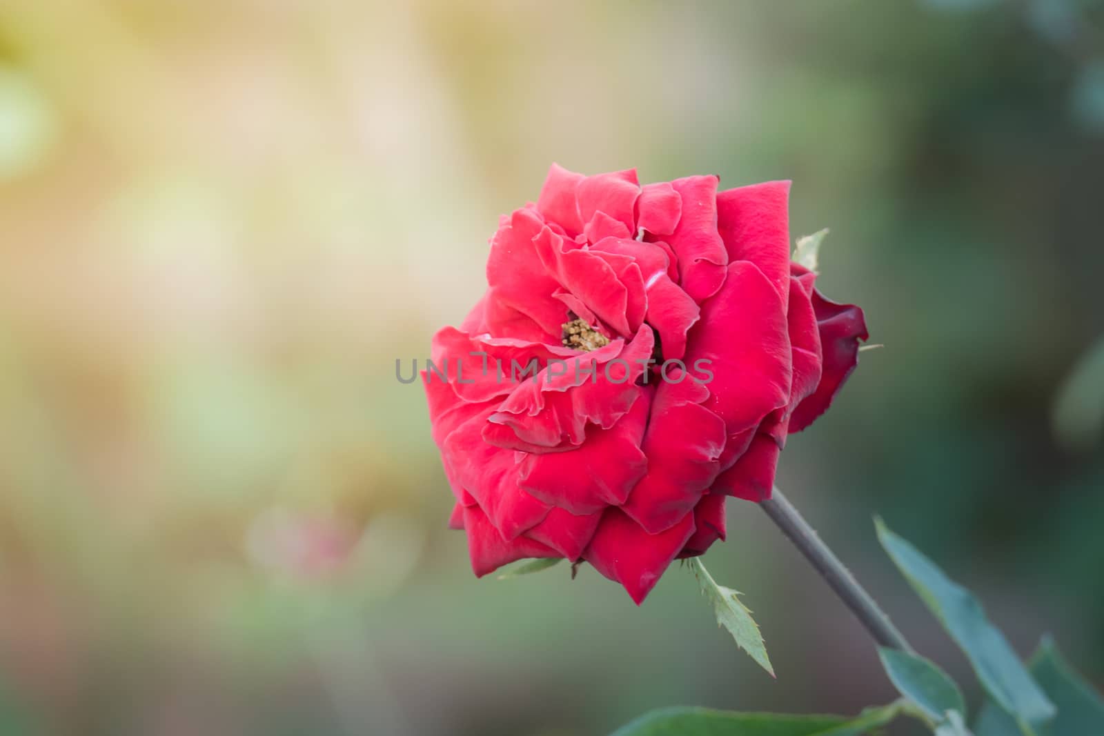 Roses in the garden, Roses are beautiful with a beautiful sunny day.