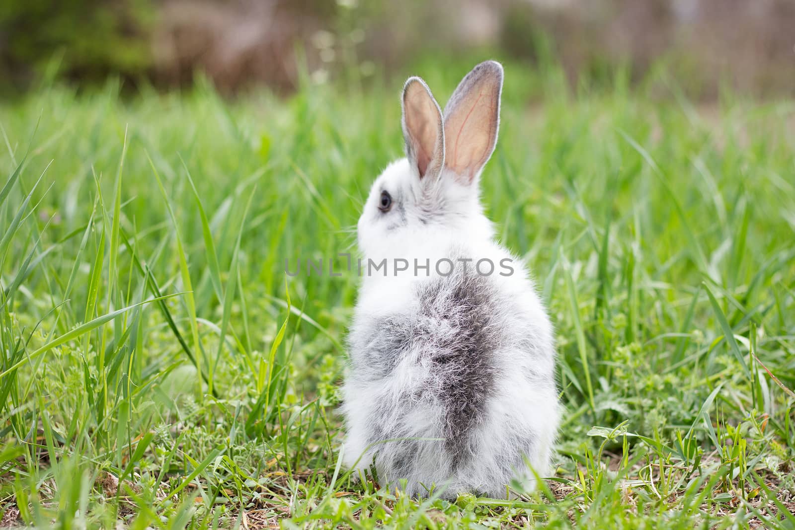 White fluffy rabbit on green grass. Easter Bunny. Little beautiful hare on a green meadow.