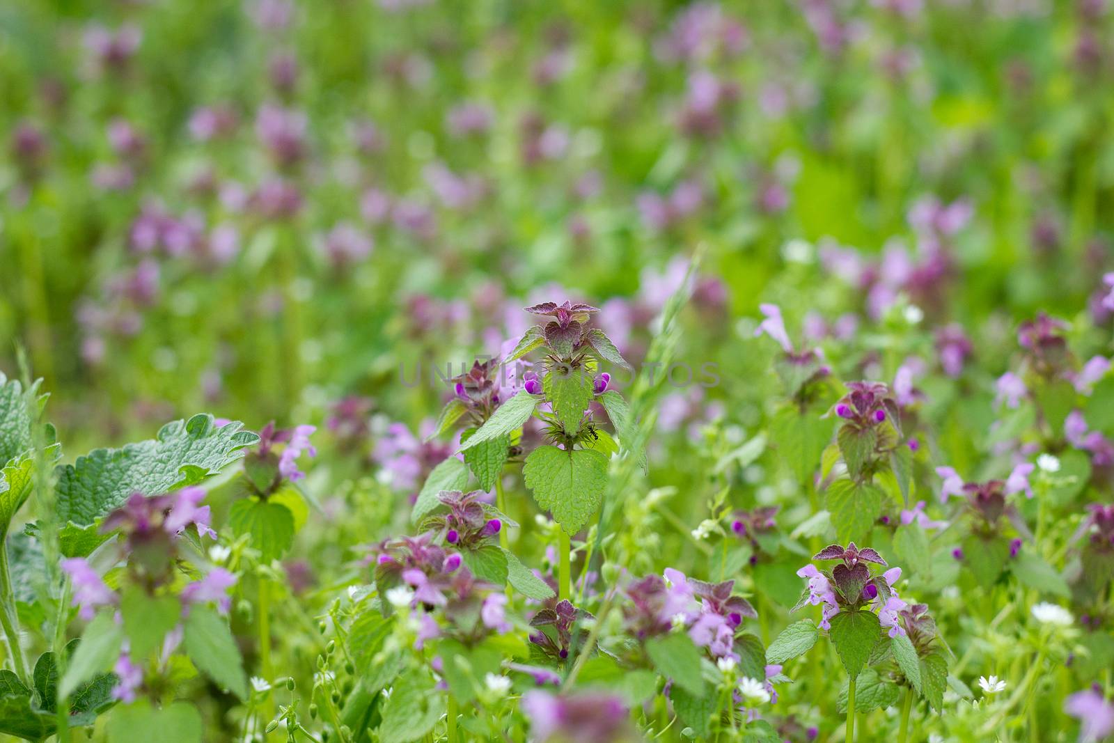 field medicinal purple flowers. Spring meadow Alternative to Med by kasynets_olena