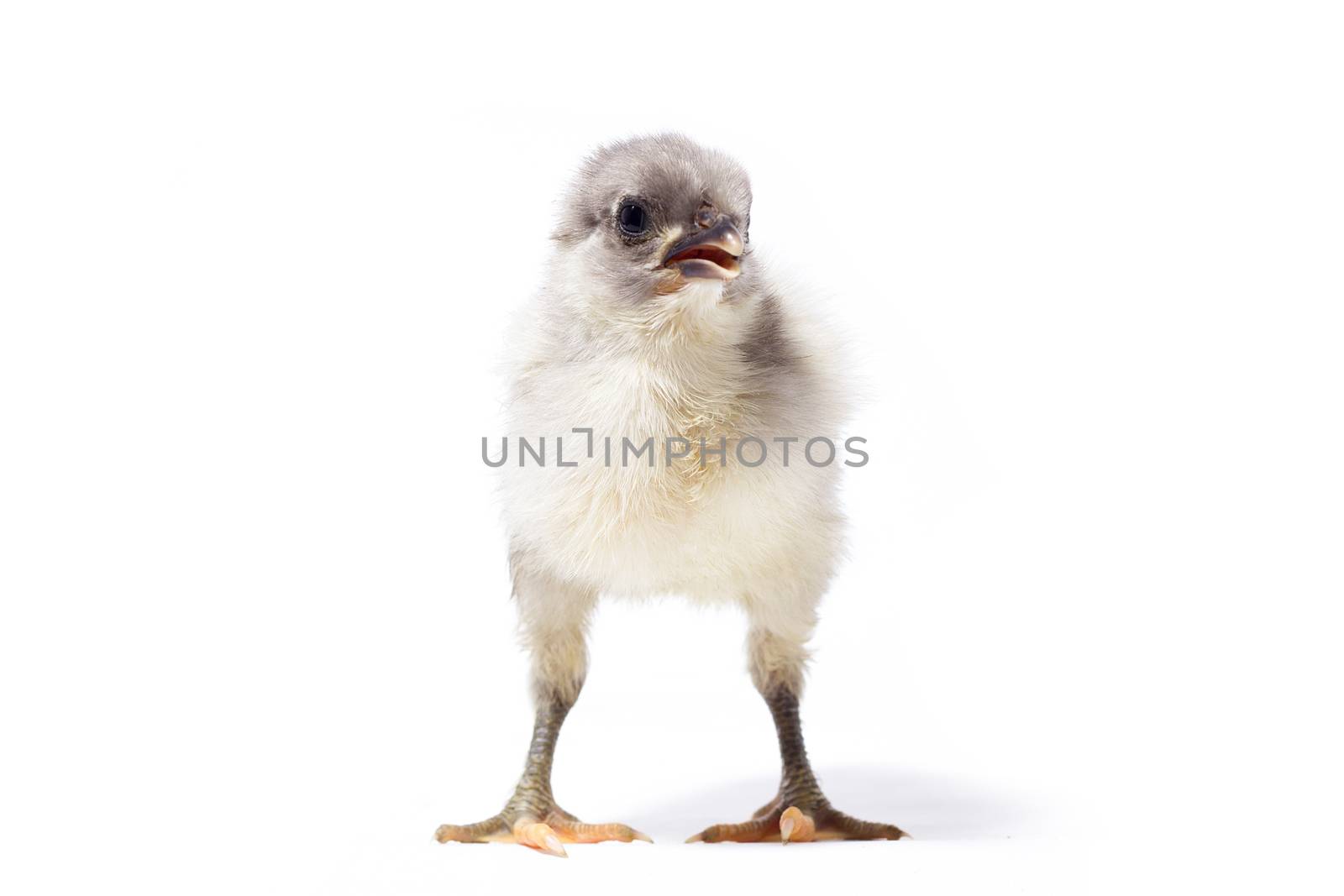 small gray chicken isolate. Homemade Fluffy Chicken.