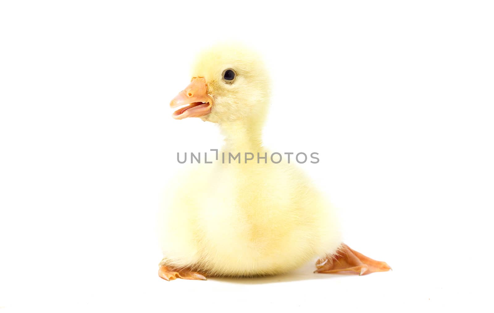 Yellow goose on white background. Little gosling isolated on white background.