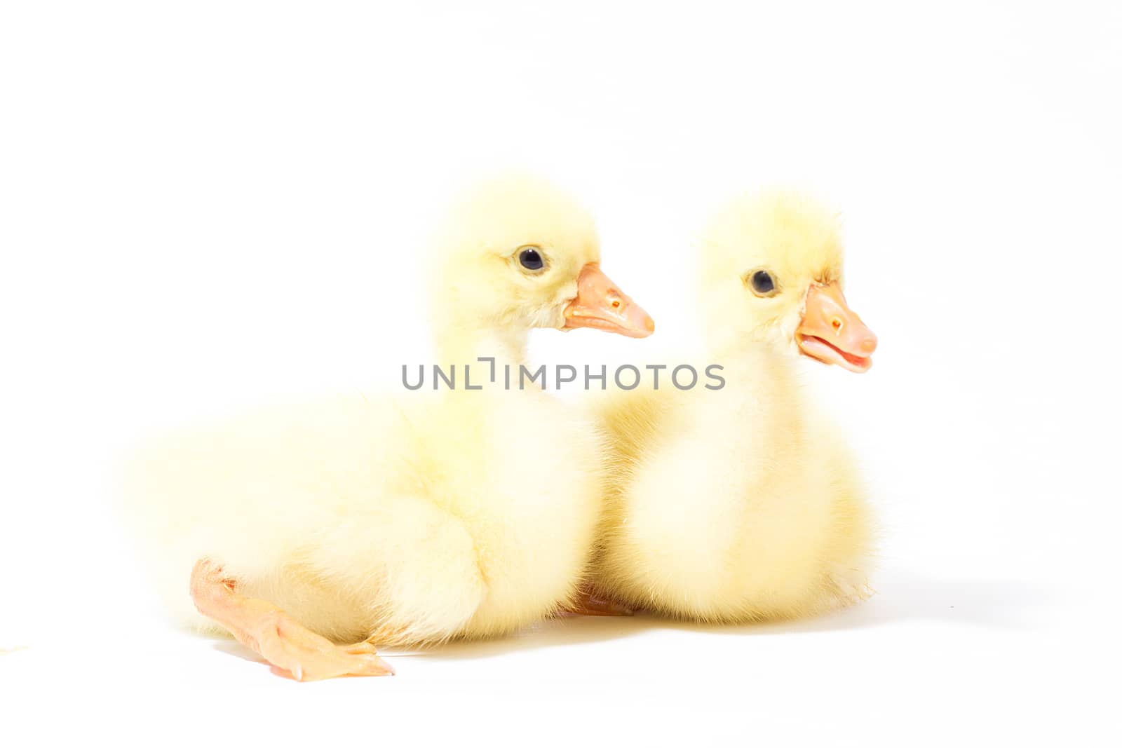 Two yellow gosling isolate. Homemade Little Geese