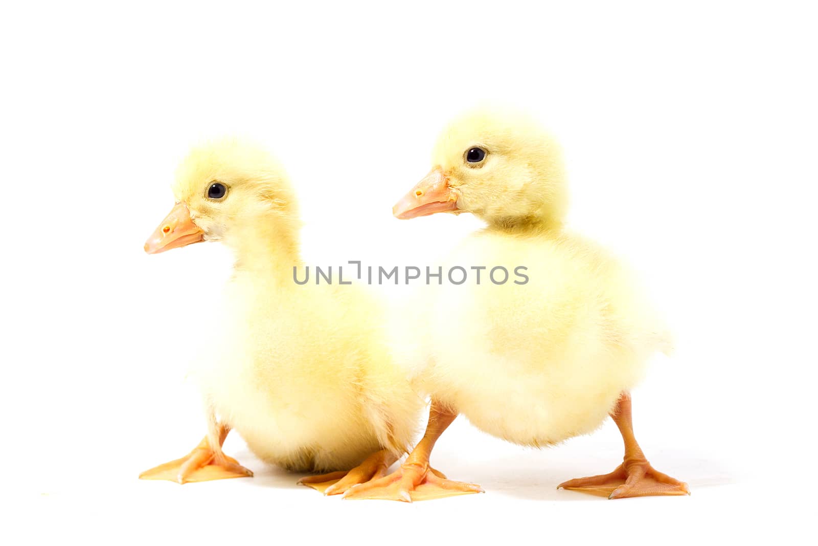 Two yellow gosling isolate. Homemade Little Geese