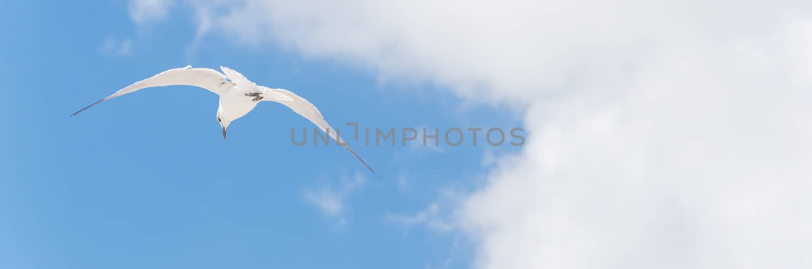Panorama lookup view a large white seagull soaring on cloud blue sky. White wild bird flying against the sky. Freedom and leadership concept