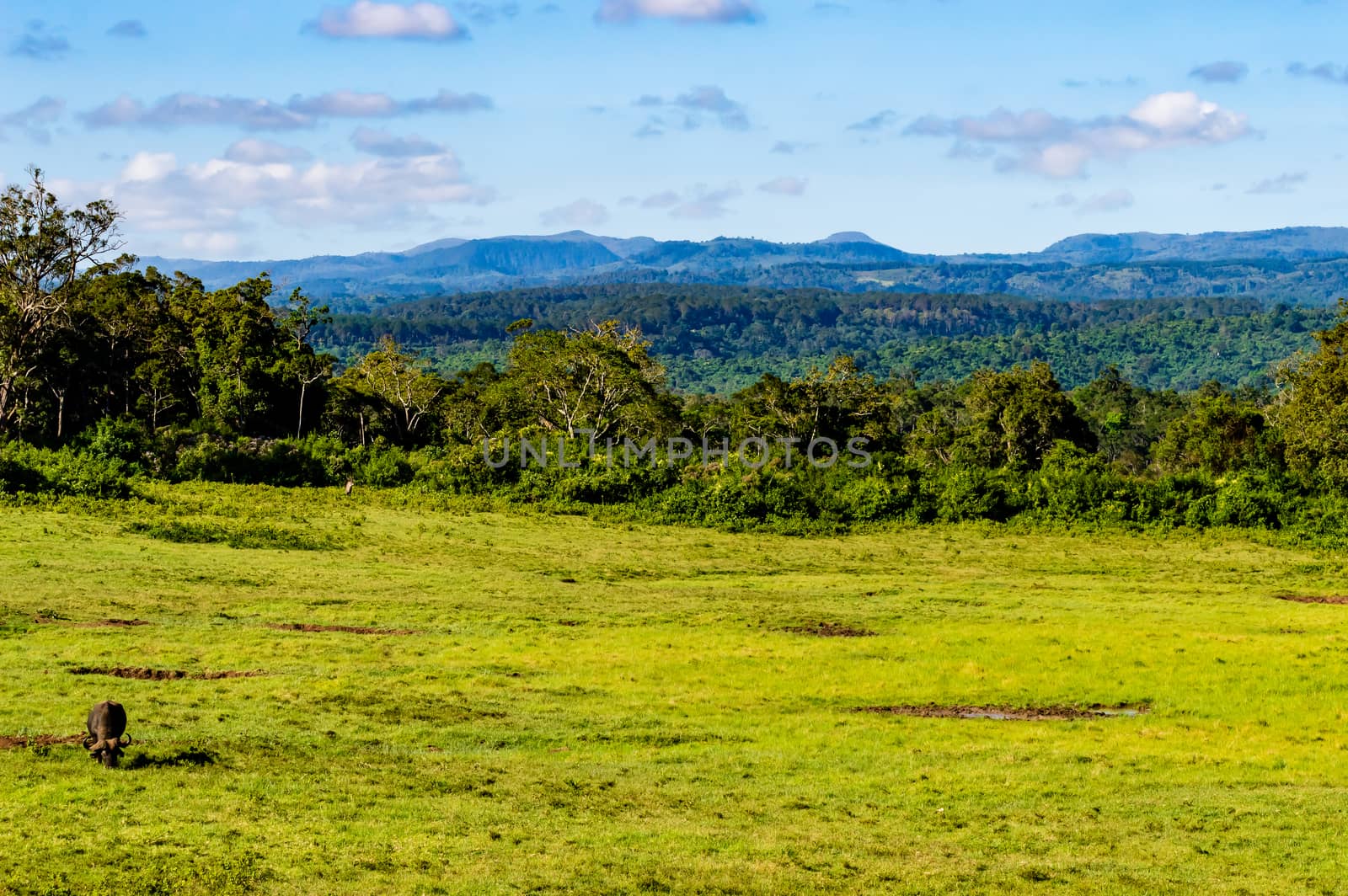 One buffalos grazing in a meadow at Aberdare  by Philou1000