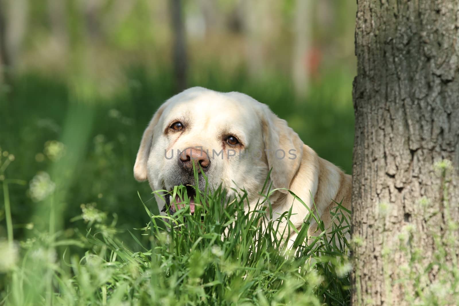 cute sweet yellow labrador sitting in the park