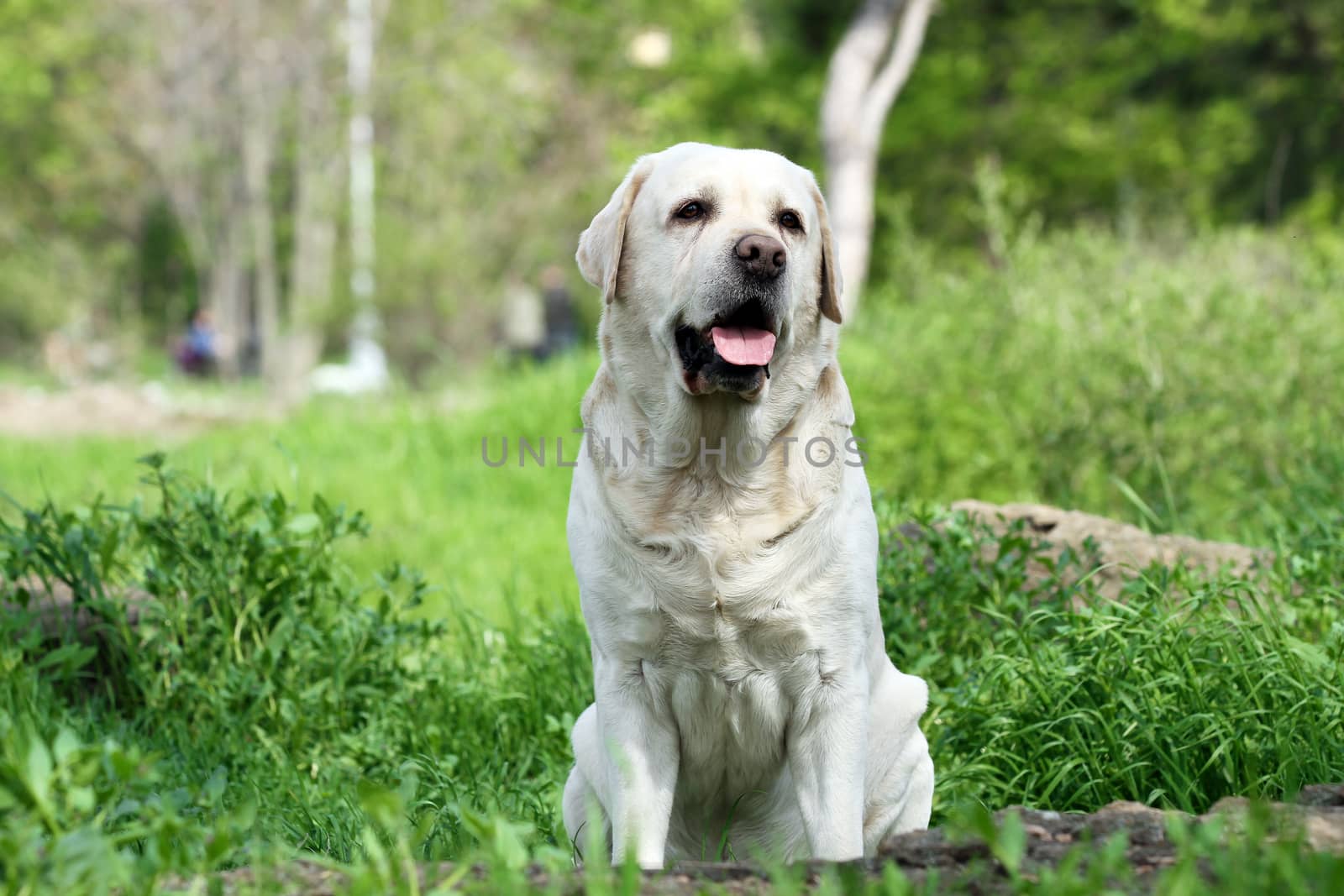 sweet yellow labrador sitting in the park