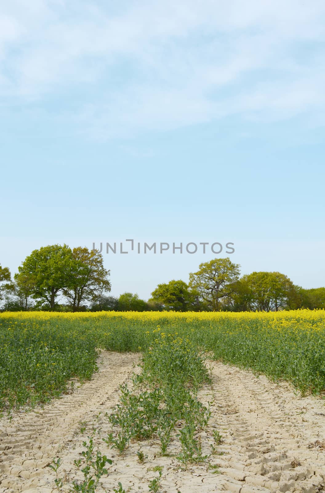 Tractor tyre tracks lead through a field of yellow rapeseed in an English farm field - with copy space