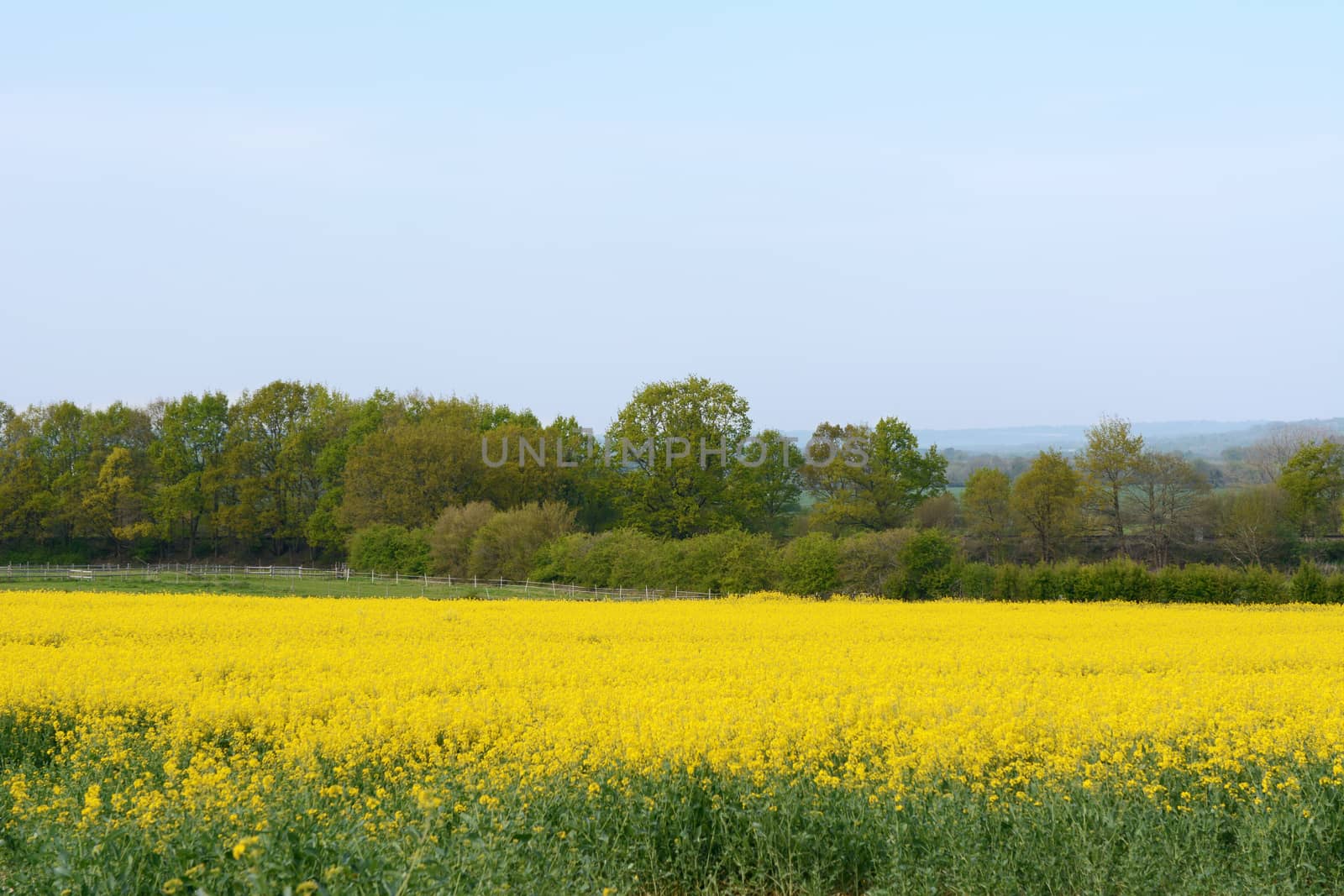Bright yellow rapeseed in Kent, England by sarahdoow