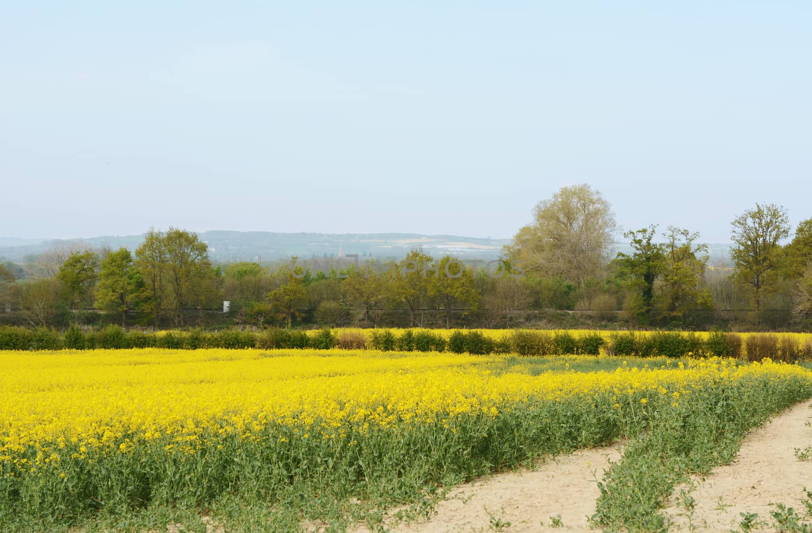 Railway line crosses through a field of yellow oilseed rape. Green oak trees edge the field and Kent countryside stretches to the horizon.