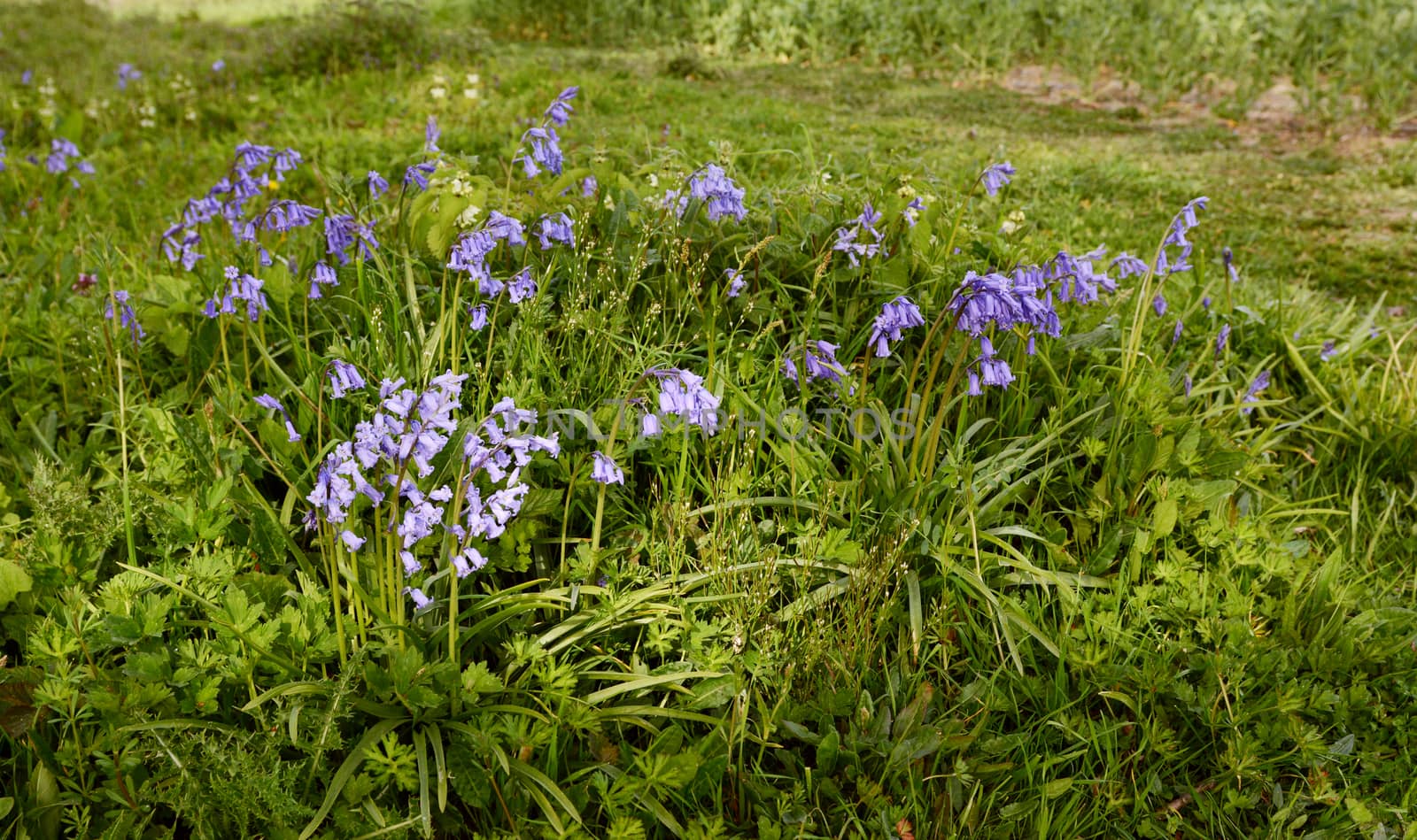 Patch of common bluebells grow in springtime among grass and weeds at the edge of a field